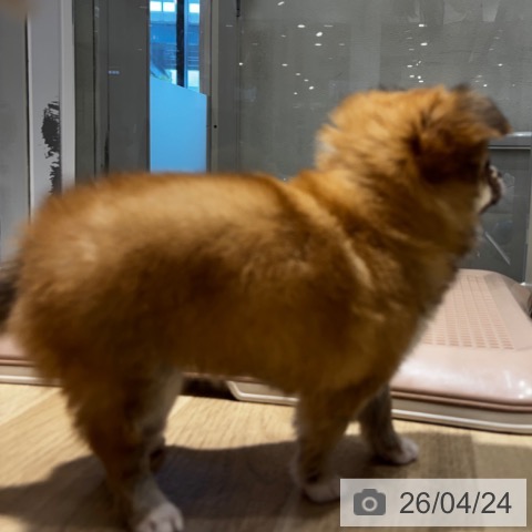 大阪府のチワワ(ロング) (ペットプラス 四條畷店/2026年2月23日生まれ/女の子/レッド)の子犬の3枚目の画像