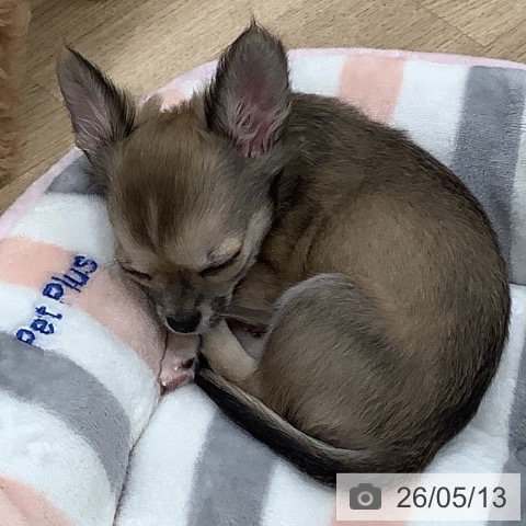 チワワの写真