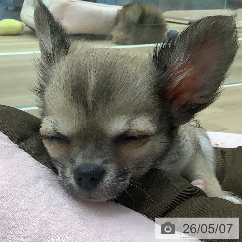 チワワの写真