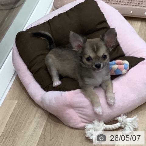 大阪府のチワワ(ロング) (ペットプラス 鶴見店/2026年2月22日生まれ/男の子/フォーン)の子犬の4枚目の画像