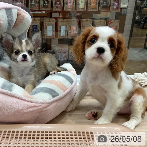 大阪府のチワワ(ロング) (ペットプラス ららぽーと和泉店/2026年2月22日生まれ/男の子/レッドホワイト)の子犬の4枚目の画像