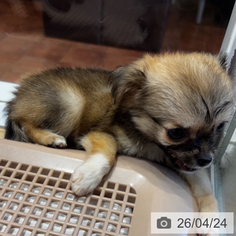 大阪府のチワワ(ロング) (ペットプラス 四條畷店/2026年2月22日生まれ/女の子/レッド)の子犬の4枚目の画像