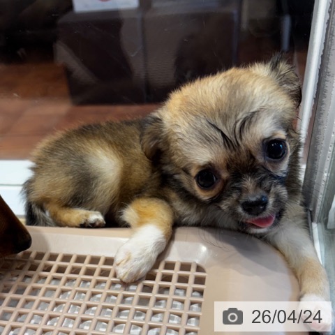 大阪府のチワワ(ロング) (ペットプラス 四條畷店/2026年2月22日生まれ/女の子/レッド)の子犬の3枚目の画像