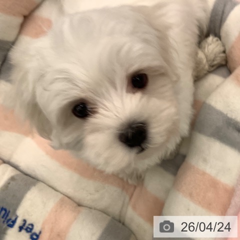 マルチーズの写真