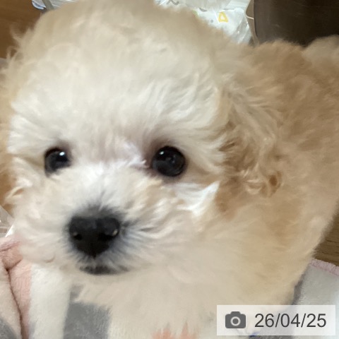 トイ・プードルの写真