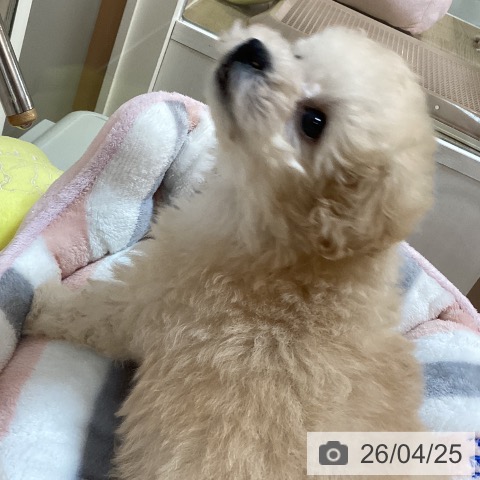 トイ・プードルの写真