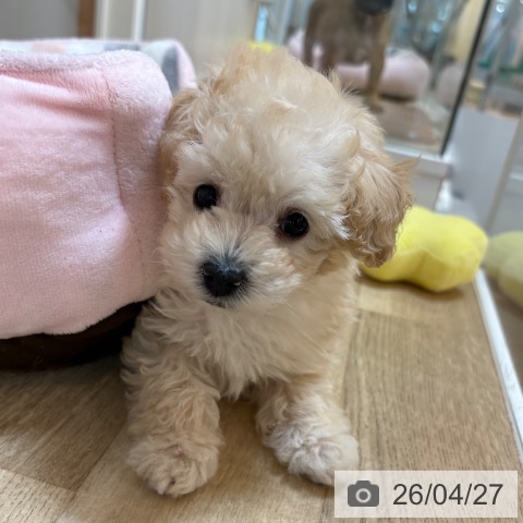 トイ・プードルの写真