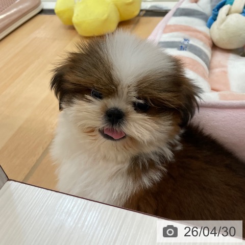 新潟県のシーズー (ペットプラス 新潟青山店/2026年2月11日生まれ/男の子/ゴールドホワイト)の子犬の4枚目の画像