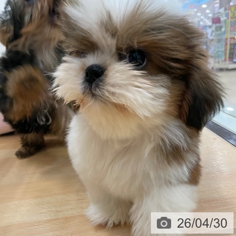新潟県のシーズー (ペットプラス 新潟青山店/2026年2月11日生まれ/男の子/ゴールドホワイト)の子犬の3枚目の画像