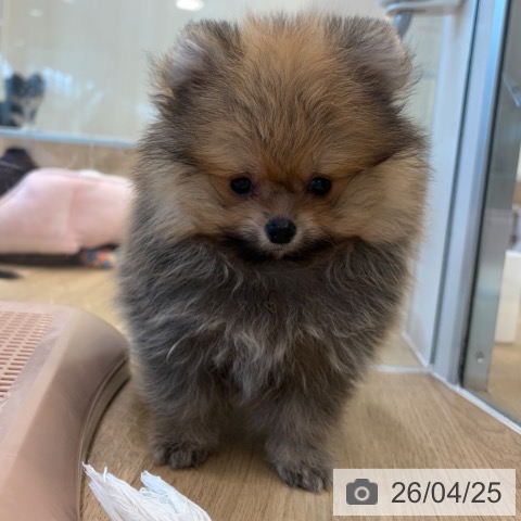 ポメラニアンの写真