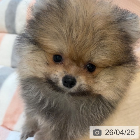 ポメラニアンの写真