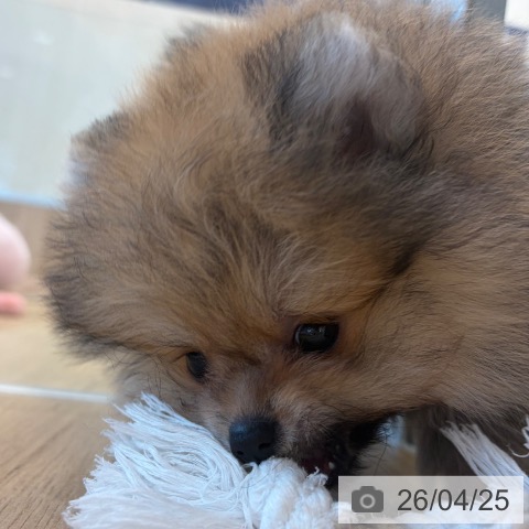 ポメラニアンの写真