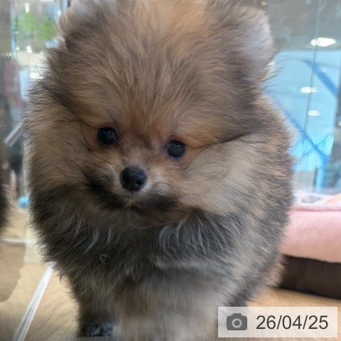 ポメラニアンの写真