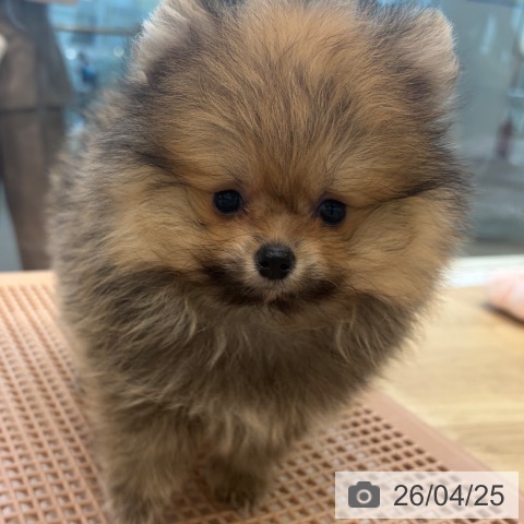 大阪府のポメラニアン (ペットプラス 堺北花田店/2026年2月22日生まれ/男の子/オレンジ)の子犬の4枚目の画像