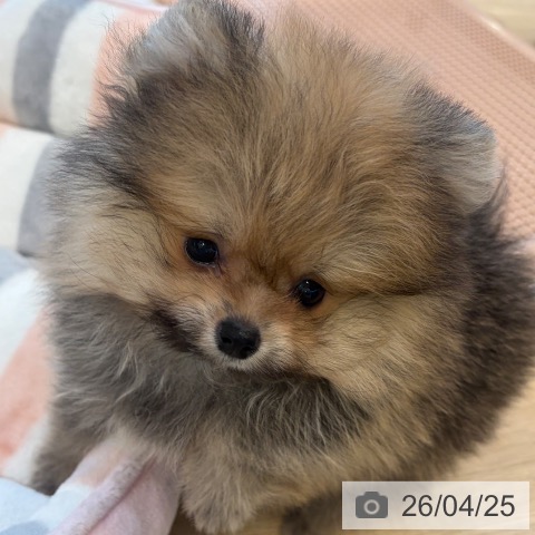 大阪府のポメラニアン (ペットプラス 堺北花田店/2026年2月22日生まれ/男の子/オレンジ)の子犬の3枚目の画像