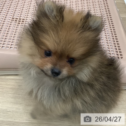 ポメラニアンの写真