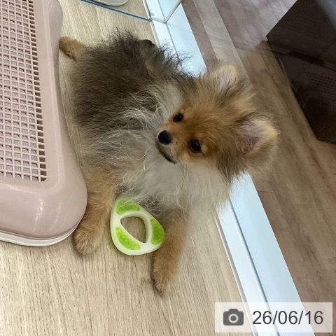 ポメラニアンの写真