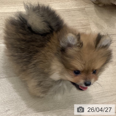 ポメラニアンの写真