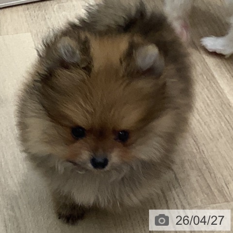ポメラニアンの写真