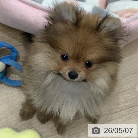 大阪府のポメラニアン (ペットプラス 鶴見店/2026年2月22日生まれ/男の子/オレンジ)の子犬の4枚目の画像