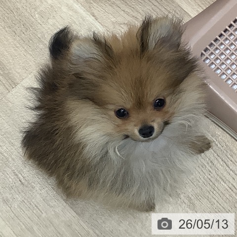 大阪府のポメラニアン (ペットプラス 鶴見店/2026年2月22日生まれ/男の子/オレンジ)の子犬の3枚目の画像