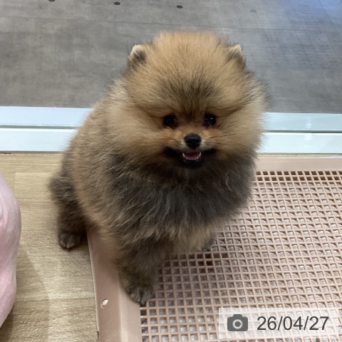 兵庫県のポメラニアン (ペットプラス 明石店/2026年2月22日生まれ/女の子/オレンジ)の子犬の4枚目の画像