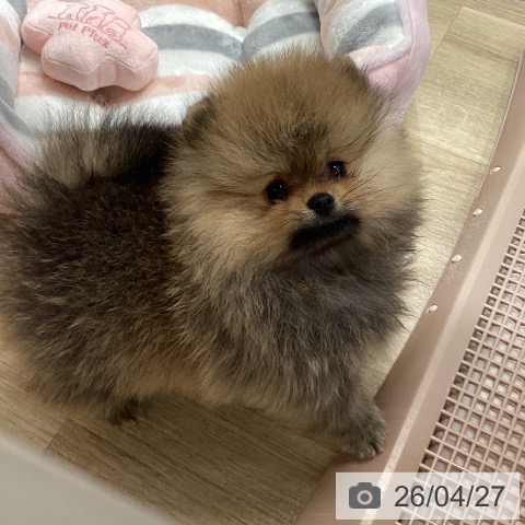 兵庫県のポメラニアン (ペットプラス 明石店/2026年2月22日生まれ/女の子/オレンジ)の子犬の3枚目の画像