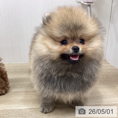 兵庫県のポメラニアン (ペットプラス 明石店/2026年2月22日生まれ/女の子/オレンジ)の子犬の4枚目の画像