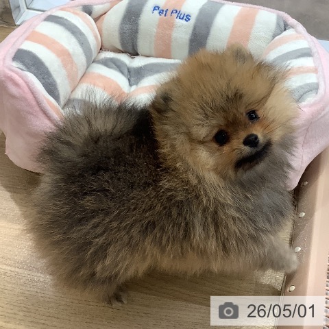 兵庫県のポメラニアン (ペットプラス 明石店/2026年2月22日生まれ/女の子/オレンジ)の子犬の3枚目の画像
