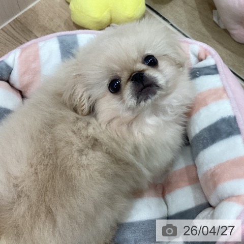 ペキニーズの写真