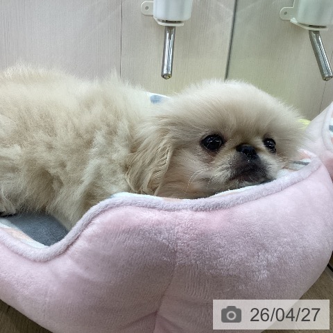 ペキニーズの写真