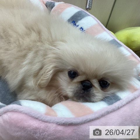 ペキニーズの写真