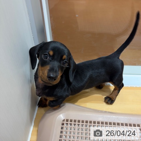 奈良県のミニチュアダックスフンド(ロング) (ペットプラス 大和郡山店/2026年2月18日生まれ/男の子/ブラックタン)の子犬の4枚目の画像