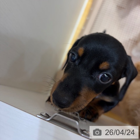 奈良県のミニチュアダックスフンド(ロング) (ペットプラス 大和郡山店/2026年2月18日生まれ/男の子/ブラックタン)の子犬の3枚目の画像