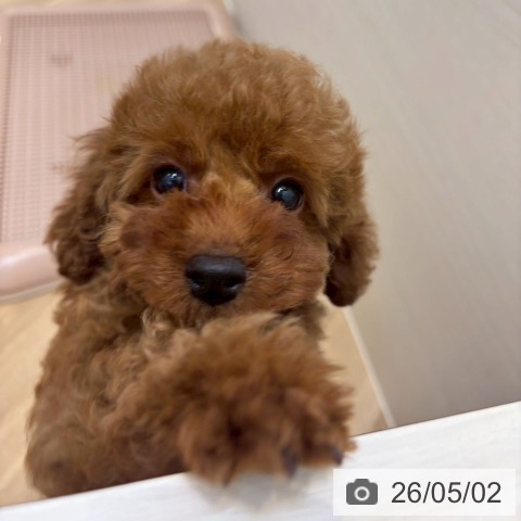 京都府のトイプードル(トイ) (ペットプラス 久御山店/2026年2月20日生まれ/男の子/レッド)の子犬の4枚目の画像