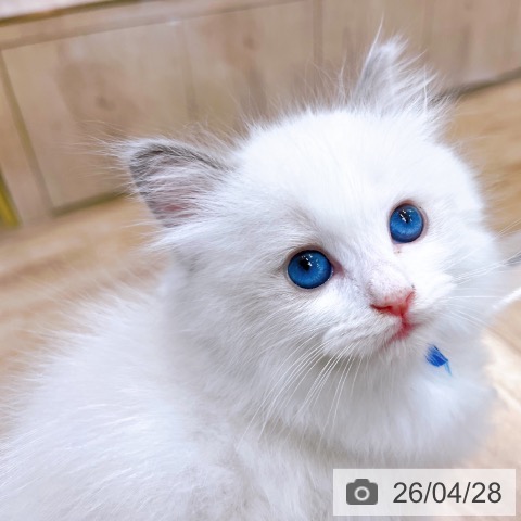 大阪府のラグドール (ペットプラス イオン大日店/2026年2月24日生まれ/男の子/ブルーポイントバイカラー)の子猫の4枚目の画像