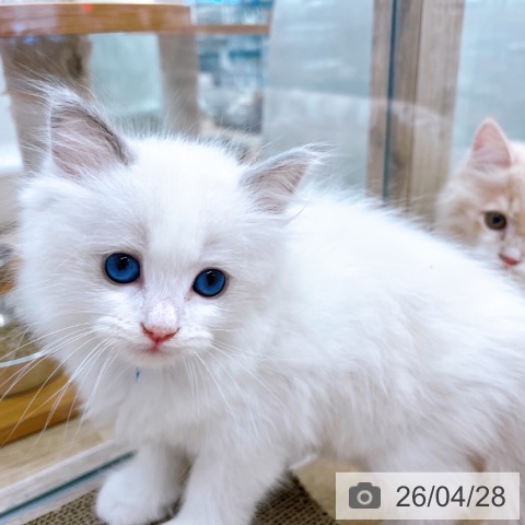 大阪府のラグドール (ペットプラス イオン大日店/2026年2月24日生まれ/男の子/ブルーポイントバイカラー)の子猫の3枚目の画像