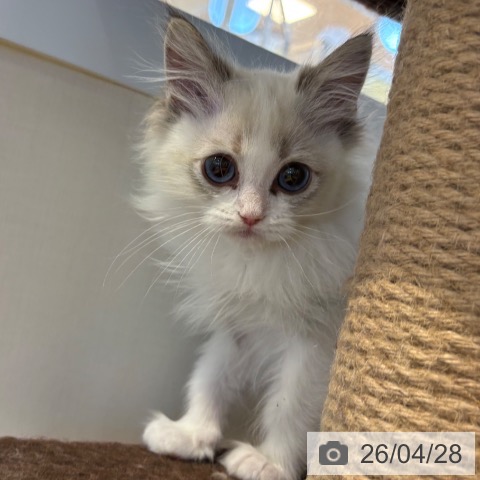 京都府のラグドール (ペットプラス イオンモールKYOTO店/2026年2月24日生まれ/男の子/シールポイントバイカラー)の子猫の4枚目の画像