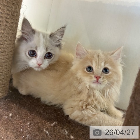 京都府のラグドール (ペットプラス イオンモールKYOTO店/2026年2月24日生まれ/男の子/シールポイントバイカラー)の子猫の3枚目の画像