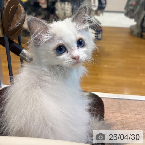 京都府のラグドール (ペットプラス イオンモールKYOTO店/2026年2月10日生まれ/女の子/シールポイントバイカラー)の子猫の4枚目の画像