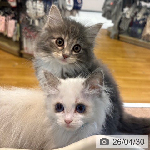 京都府のラグドール (ペットプラス イオンモールKYOTO店/2026年2月10日生まれ/女の子/シールポイントバイカラー)の子猫の3枚目の画像