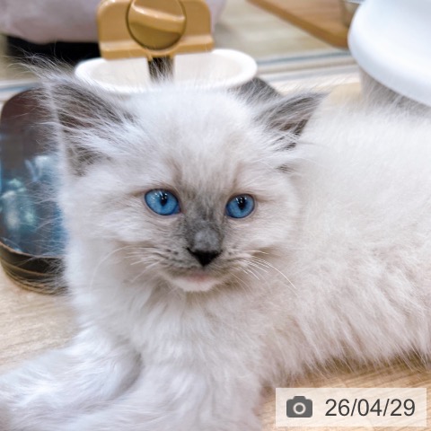 大阪府のラグドール (ペットプラス イオン大日店/2026年2月18日生まれ/女の子/ブルーポイントミテッド)の子猫の4枚目の画像