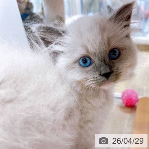 大阪府のラグドール (ペットプラス イオン大日店/2026年2月18日生まれ/女の子/ブルーポイントミテッド)の子猫の3枚目の画像