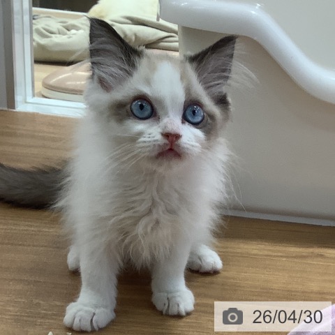 大阪府のラグドール (ペットプラス りんくう泉南店/2026年2月18日生まれ/女の子/シールポイントバイカラー)の子猫の4枚目の画像