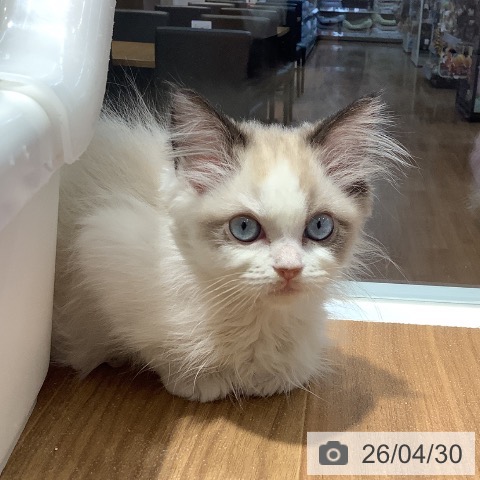 大阪府のラグドール (ペットプラス りんくう泉南店/2026年2月18日生まれ/女の子/シールポイントバイカラー)の子猫の3枚目の画像