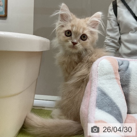 大阪府のラガマフィン (ペットプラス ららぽーと和泉店/2026年2月11日生まれ/男の子/クリームタビーホワイト)の子猫の4枚目の画像