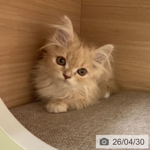 大阪府のラガマフィン (ペットプラス ららぽーと和泉店/2026年2月11日生まれ/男の子/クリームタビーホワイト)の子猫の3枚目の画像