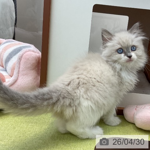 大阪府のラグドール (ペットプラス ららぽーと和泉店/2026年2月24日生まれ/女の子/ブルーポイントミテッド)の子猫の4枚目の画像