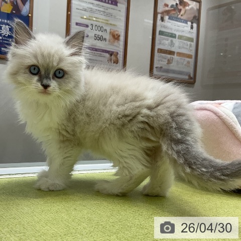 大阪府のラグドール (ペットプラス ららぽーと和泉店/2026年2月24日生まれ/女の子/ブルーポイントミテッド)の子猫の3枚目の画像