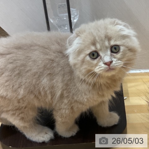 奈良県のスコティッシュフォールド (ペットプラス 大和郡山店/2026年2月25日生まれ/男の子/クリームタビー)の子猫の3枚目の画像